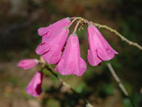 R. cinnabarinum ssp. tamaense, Photo Garth Wedemeier