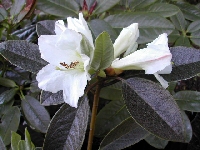 R. maddenii ssp. crassum at RSBG, Foto H. Helm