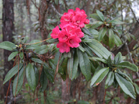 R. arboreum ssp. delavayi