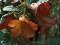 R. dichroanthum ssp. dichroanthum, Foto: Hans Eiberg