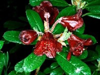 R. sanguineum ssp. didymum, Foto: Hans Eiberg