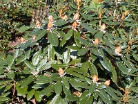 R. luciferum x Flava