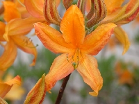 R. luteum 'Orange', Foto: Hans Eiberg
