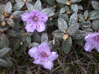 R. nivale ssp. boreale Beima Shan, Foto: Hans Eiberg