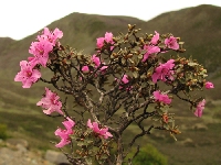 R. nivale ssp. boreale S-Sichuan 2009. Foto: Ingolf Bogø