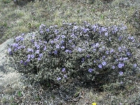 R. nivale ssp. boreale S-Sichuan 2010. Foto: Ingolf Bogø