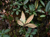  R. pronum RAN-189 i Yunnan. Foto: Remi A. Nielsen