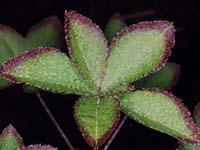 R. quinquefolium, Foto: H. Greer