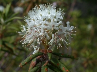 R. subarcticum i Yellowknife, Canada