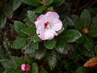 R. wasonii, rose form, Foto: Hans Eiberg
