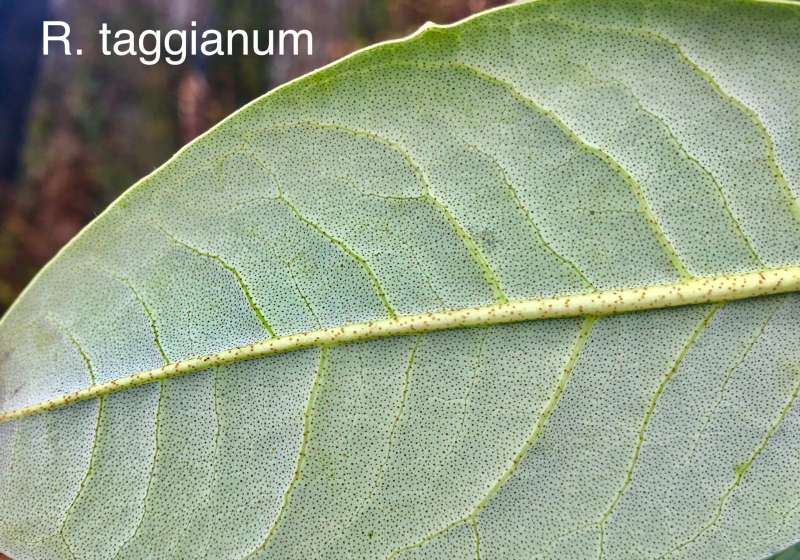  R. taggianum leaf under. Photo: Dennis McKiver