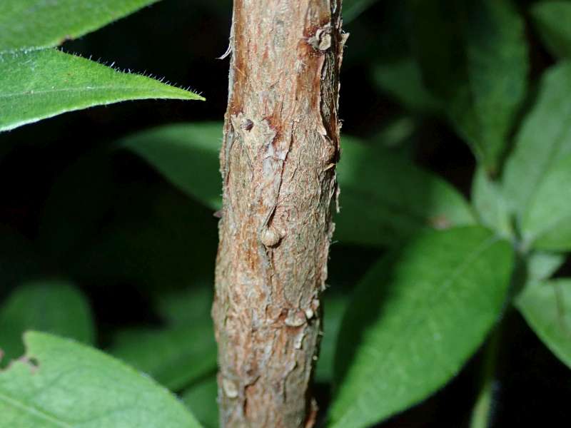  R. trichocladum var. trichocladum from Cang Shan, trunk. Photo: Hans Eiberg