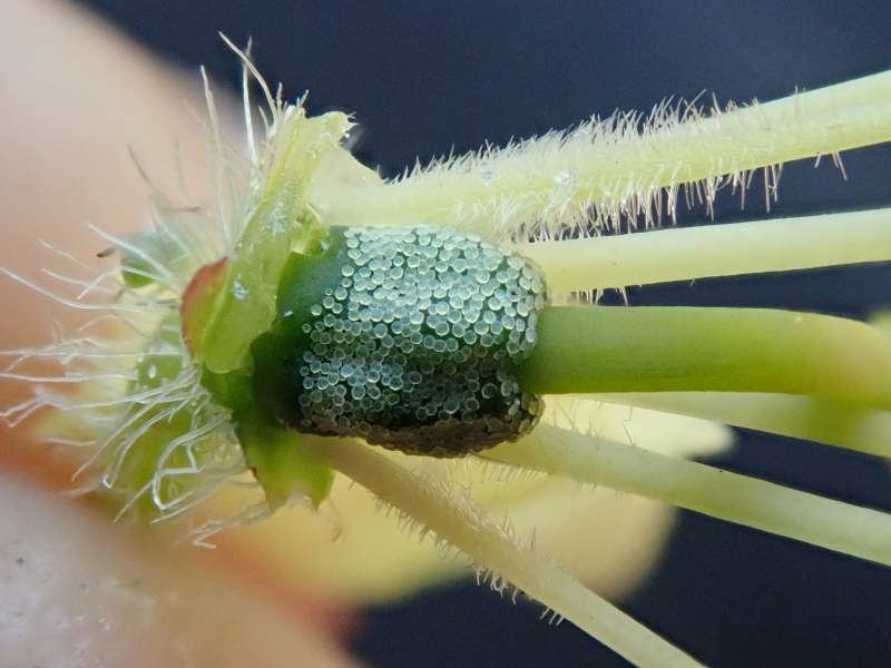  R. trichocladum from Cang Shan. Seed pod. Photo: Hans Eiberg
