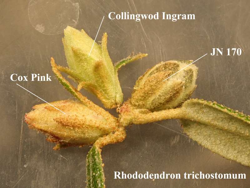  R. trichostomum. Foto: Kurt Hansen