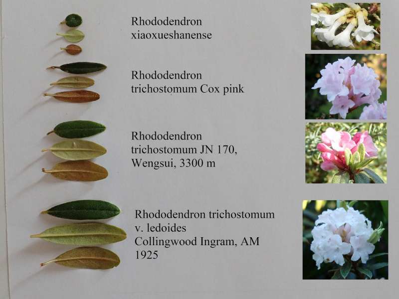 R. trichostomum variations. Foto: Kurt Hansen