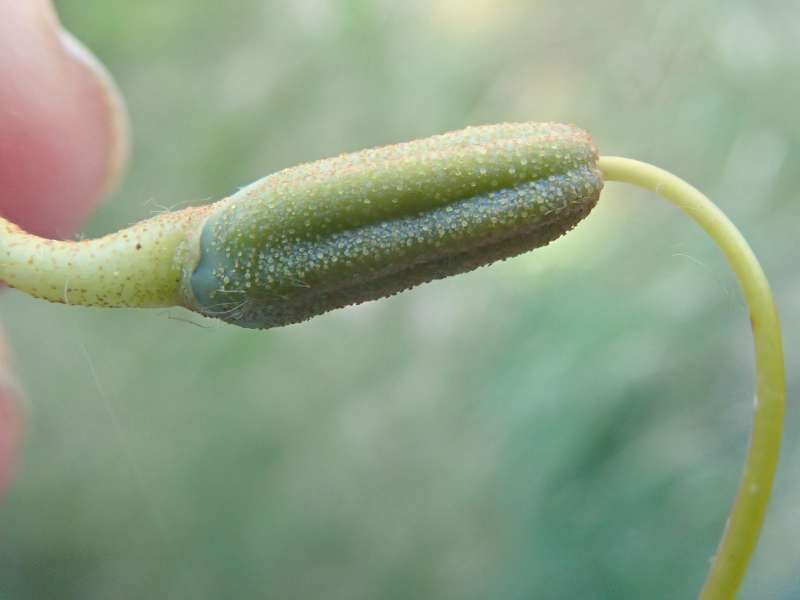  R. triflorum var. mahogiani seed pod. Photo: Hans Eiberg