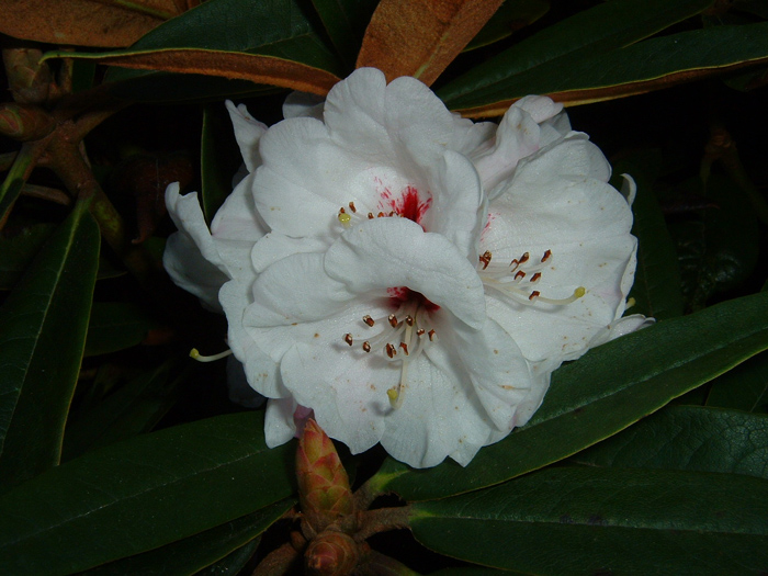  R. alutaceum var. iodes/R. tritifolium from Rhododendronhaven. Photo: Per Westergaard