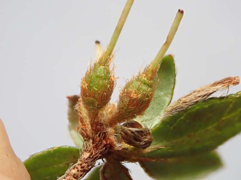  R. tsusiophyllum seed pods at HE. Photo: Hans Eiberg