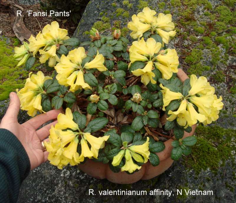  R. valentinianum aff. sp nova, photo: Steve Hootman