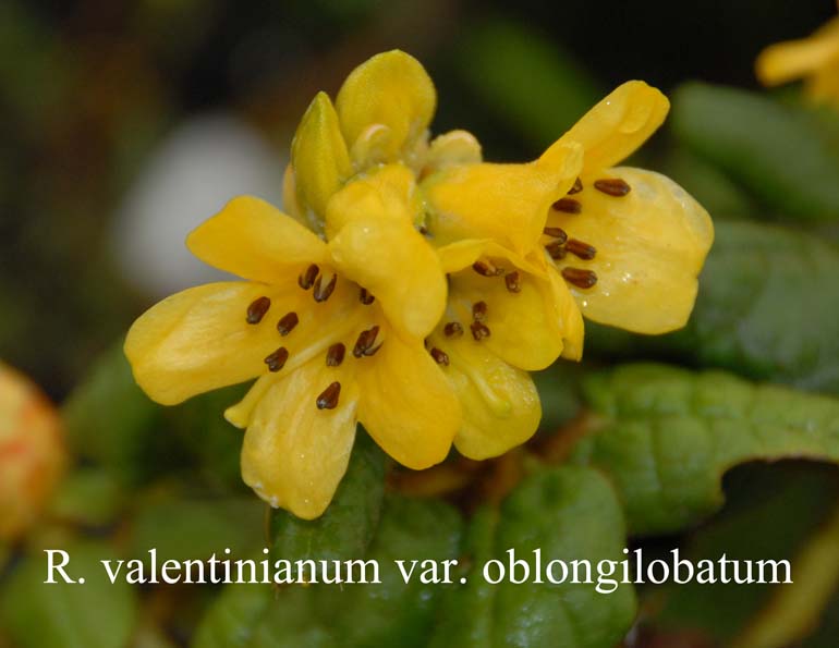  R. valentinianum var. oblongilobatum, photo: Harold Fearing