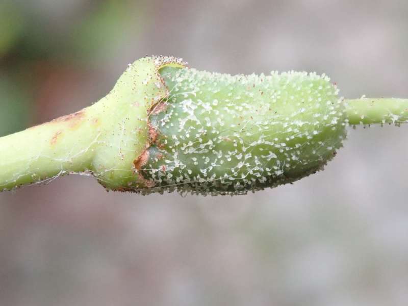  R. vernicosum at Coph, Bot. Garden, seed pod, photo: Hans Eiberg