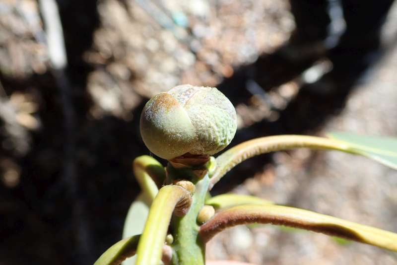  R. vernicosum in N-Yunnan, photo: Hans Eiberg