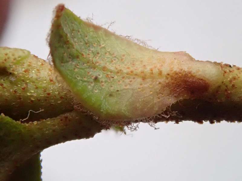  R. verruculosum from Steven Fox. Photo: Hans Eiberg