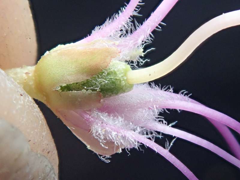  R. telmateium/R. verruculosum from Steven Fox. Photo: H. Eiberg