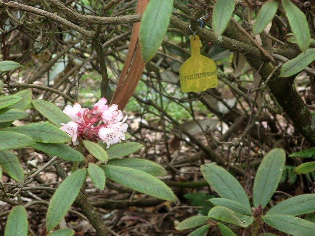  R. vesiculiferum. Photo: Australien Rhododendron Soc.