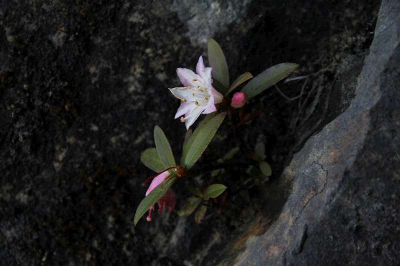  R. virgatum ssp. oleifolium at Cang Shan, photo: Ingolf Bogø