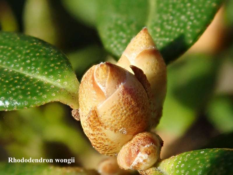  R. wongii flower bud, photo:  Kurt Hansen
