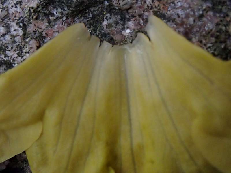 R. cinnabarinum ssp. xanthocodon. Photo: H. Eiberg