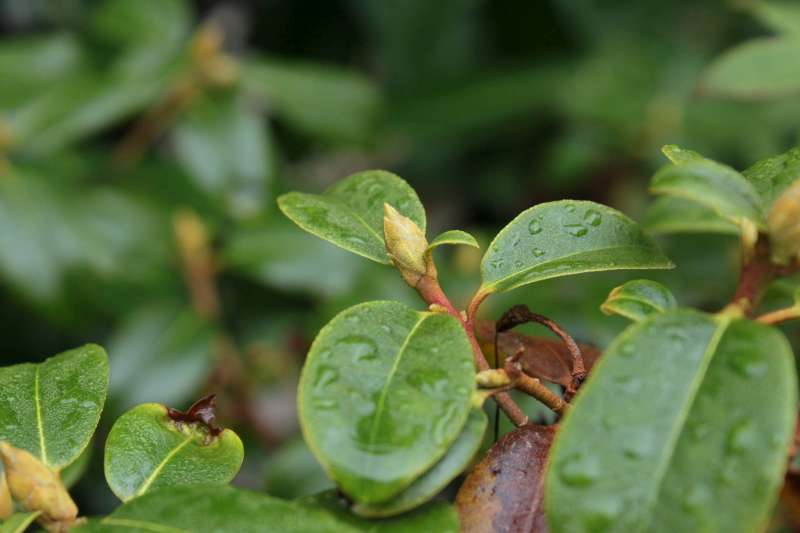  R. cinnabarinum ssp. xanthocodon. Photo: Ole Jonny Larsen