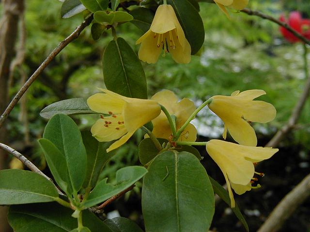  R. cinnabarinum ssp. xanthocodon. Photo: G. Mossin