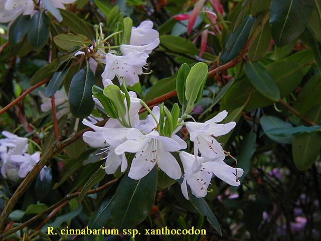  R. cinnabarinum ssp. xanthocodon white. Photo: G. Mossin