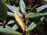  R. aganniphum, lillac bud (4)