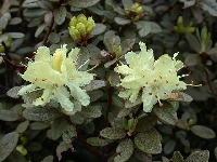  R. rupicola var cryseum(5)