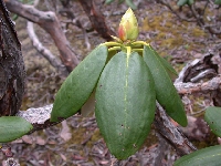  R. clementinae, leaves and bud at 99DP. Foto: Hans Eiberg
