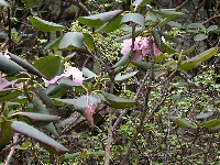  R. cyanocarpum (1)