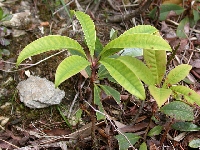  R. arboreum ssp. delavayi (1) 