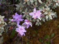  R. polycladum in Yunnan, Weixie