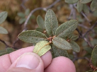  R. polycladum, leaves(3)