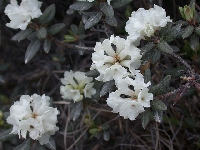 R. primuliflorum white low (4)