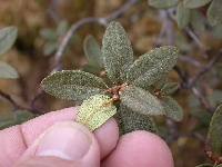 R. rupicola var cryseum leaves(4)