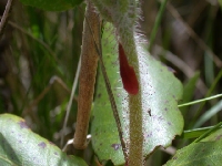  R. selense ssp. jucundum Cang Shan