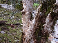  R. selense var jucundum trunk(2)