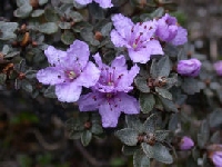  R. nivale ssp. boreale (4)