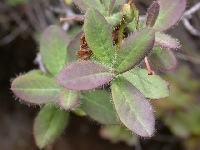  R. trichocladum leaf(1)