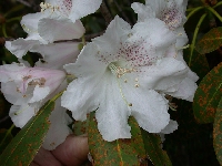  R. vernicosum (5)