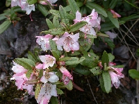  R. virgatum ssp oleifolium (1)